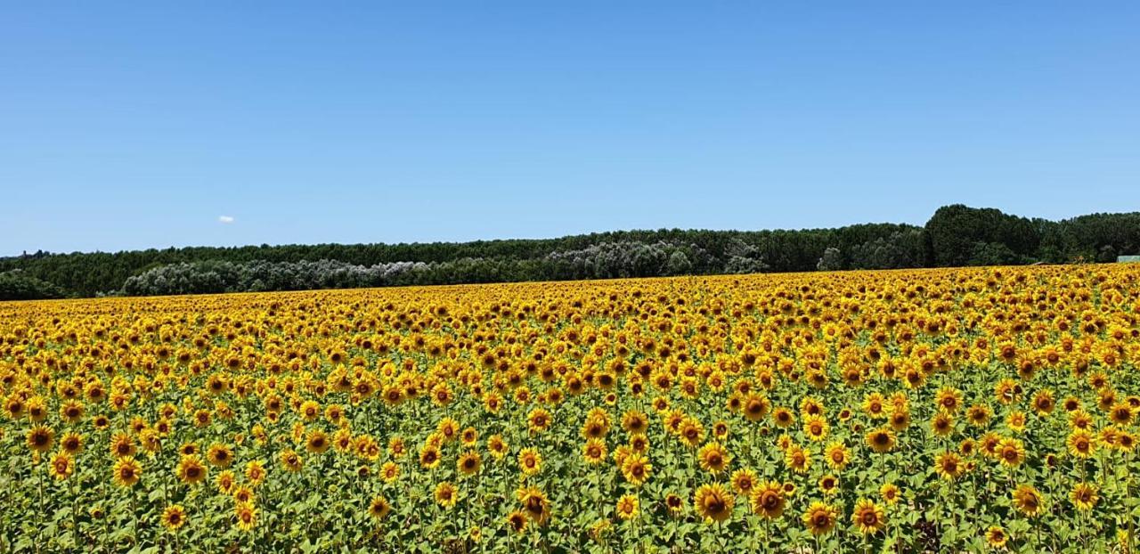 L' Atelier Tuscany Daire Peccioli Dış mekan fotoğraf